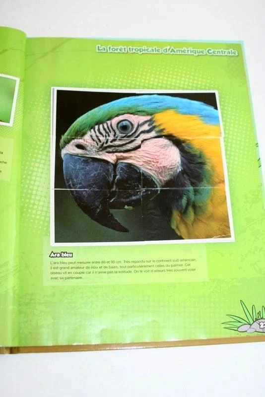 Album Jungle Mania, nossas aventuras na floresta tropical – photo 5